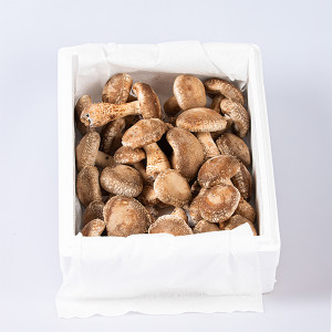 도담손가 표고버섯